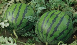 陕西网红吃瓜事件,揭秘网络舆论的风云变幻